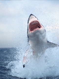 Animal Wallpapers 0015